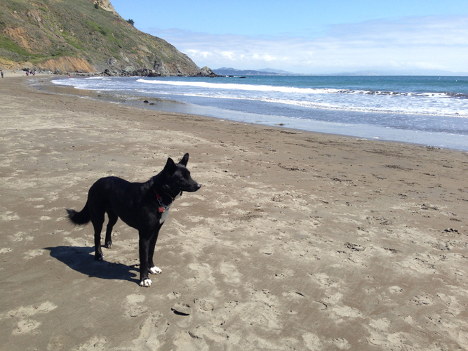 Milly by the sea