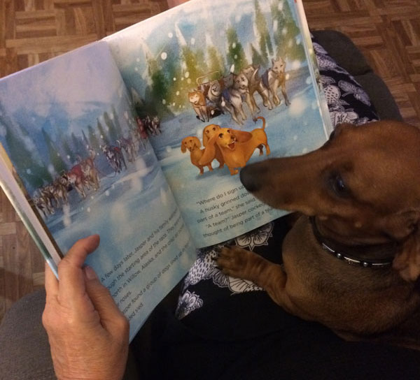 Dachshund reading Sled Dog Dachshund